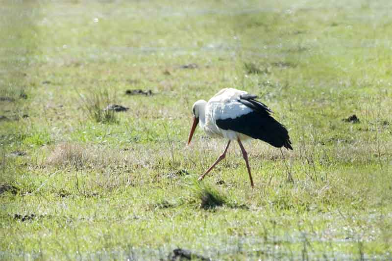 Cigüeña - parc natural dels aiguamolls de l'Empurda - Girona - Catalunya 3.jpg